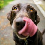 Tagesseminar „Hunde gesund ernähren“